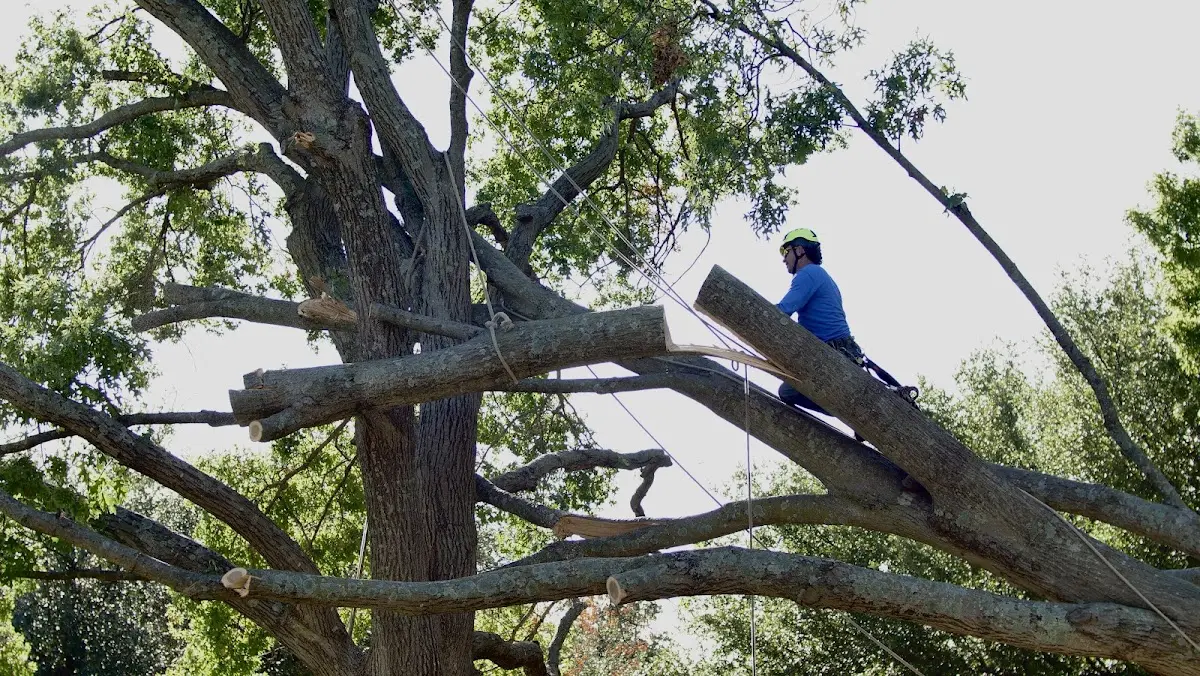 Professional Crown Thinning performed by certified arborists in Blackwater