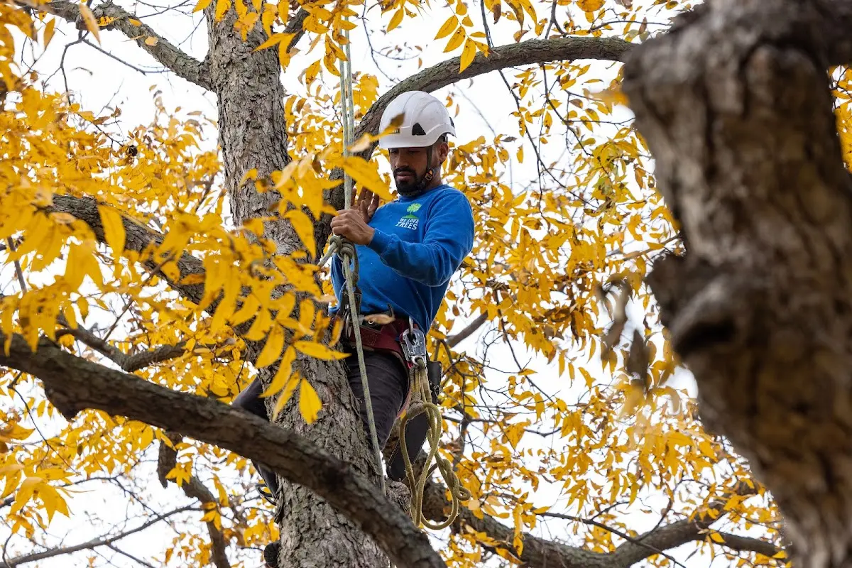 Skilled Tree Pruning crew working in Blackwater